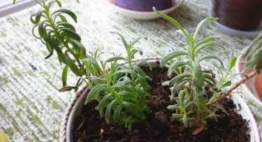 Jak pěstovat a pečovat o rozmarýn doma ze semen